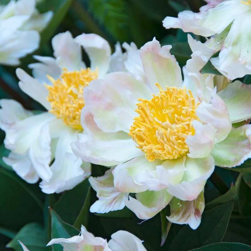 Pfingstrose Green Lotus