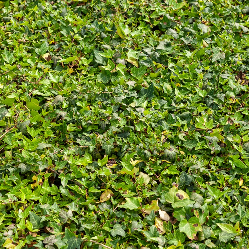Efeu Shamrock