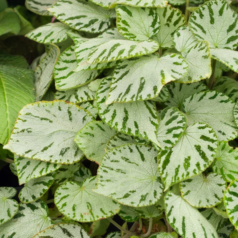 Rex-Begonie ‘Silver Jewel’