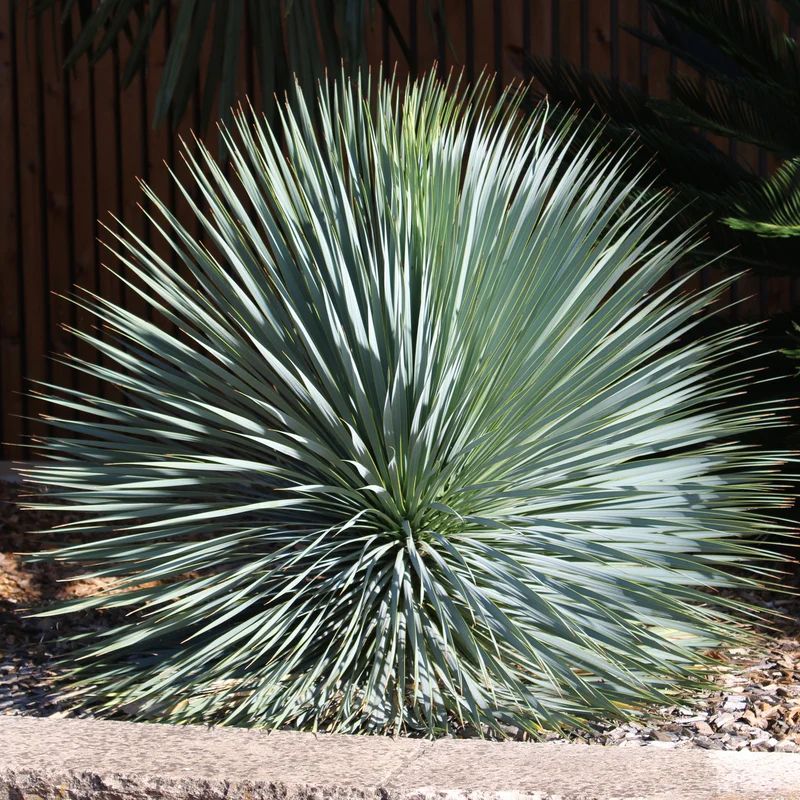 Palmlilie ‘Yucca rostrata’