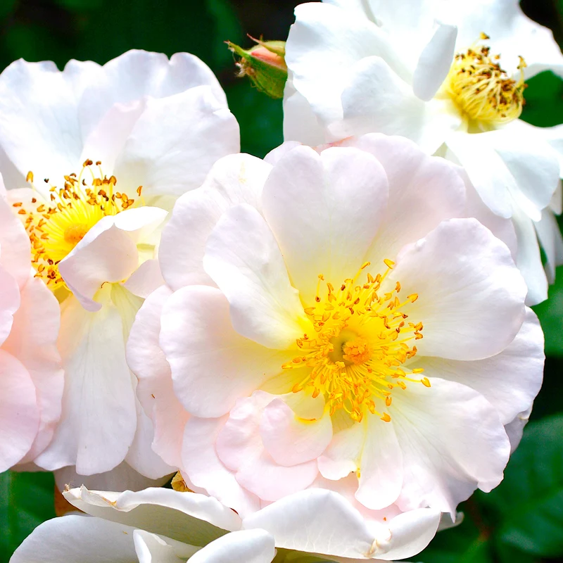 Strauchrose ‘Penelope’