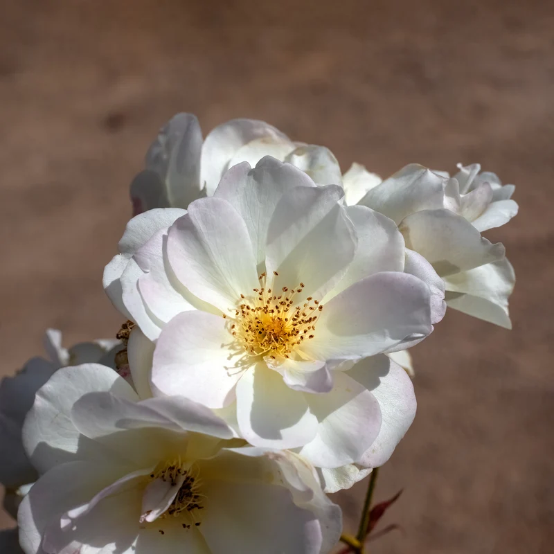 Strauchrose ‘Penelope’