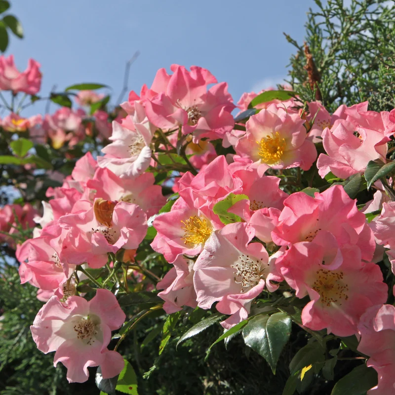 Rambler-Rose Kew Rambler