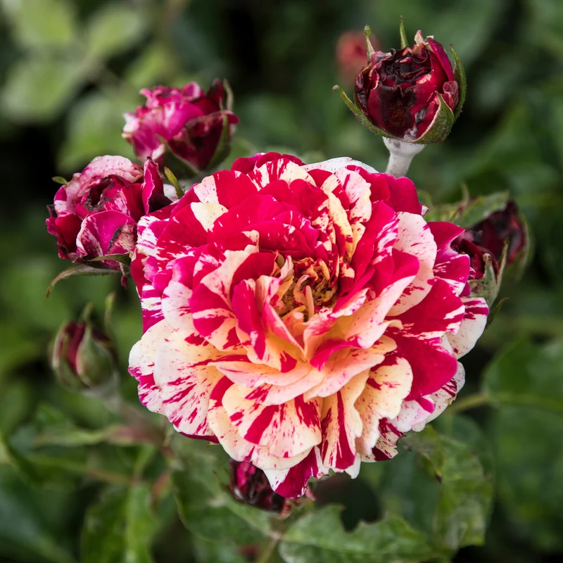 Beetrose 'Abracadabra'®