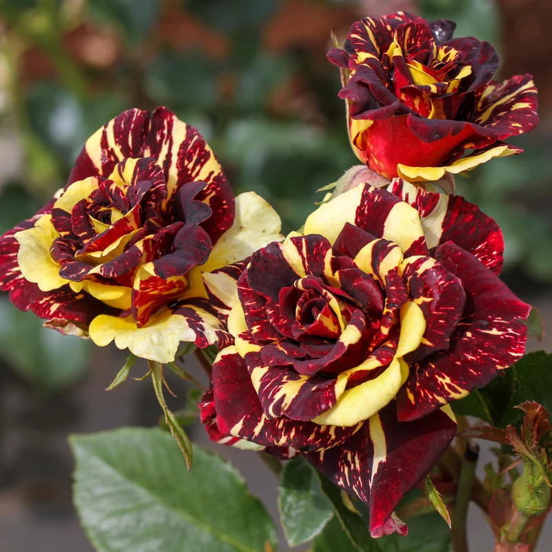 Beetrose 'Abracadabra'®