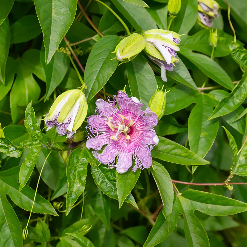 Passionsblume