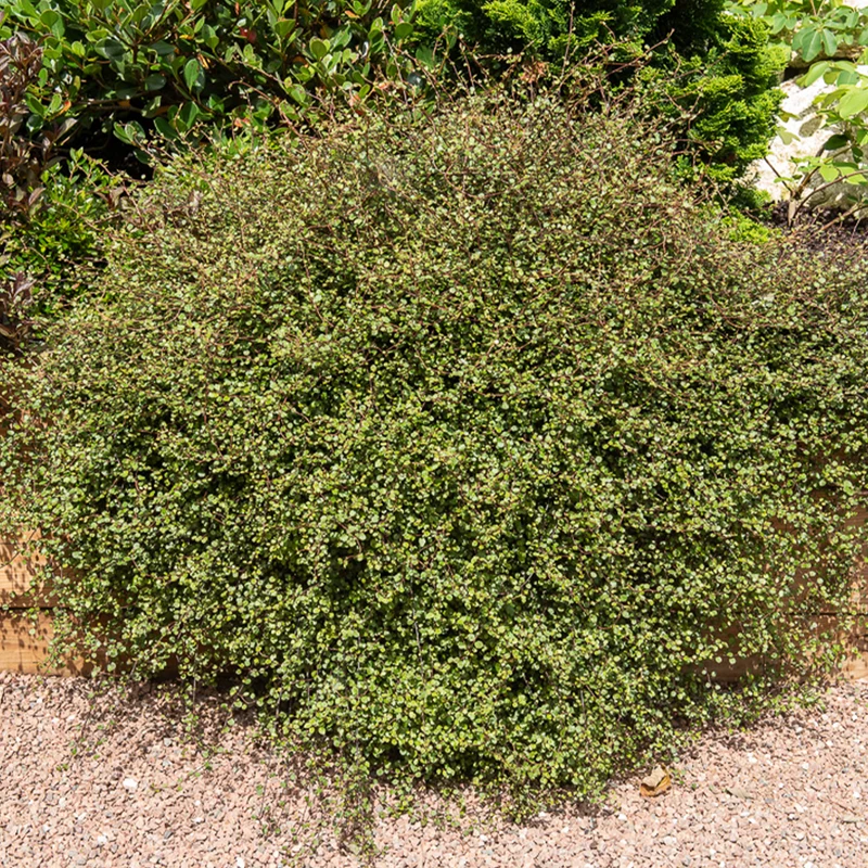Mühlenbeckia (kriechend & kletternd)