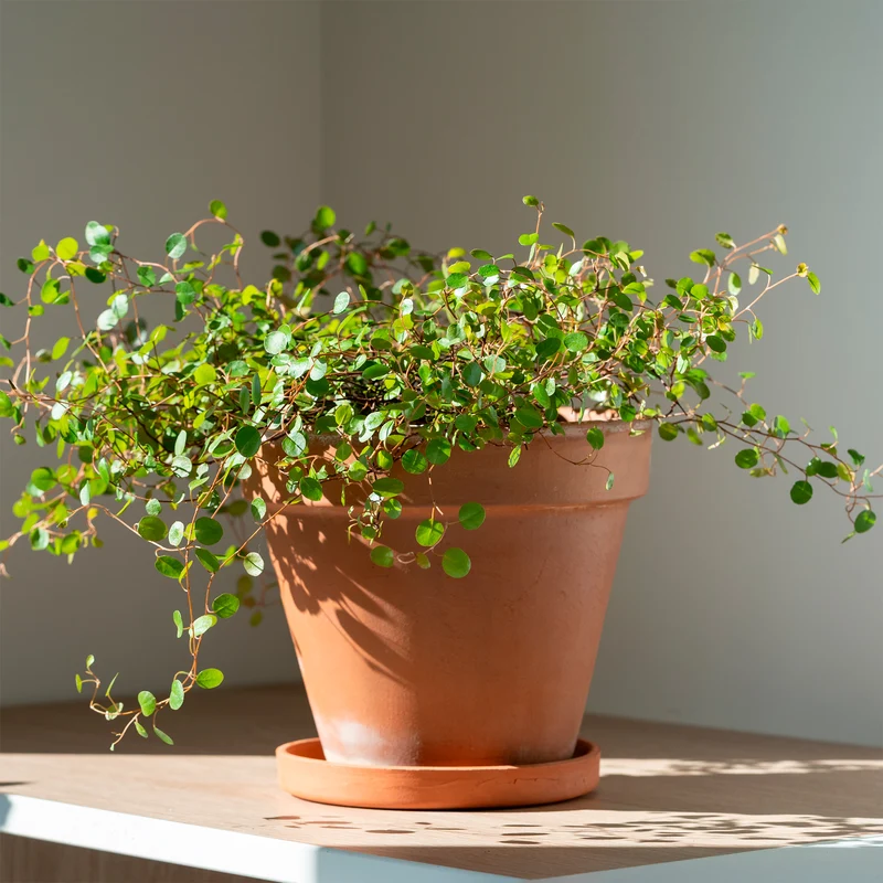 Mühlenbeckia (kriechend & kletternd)