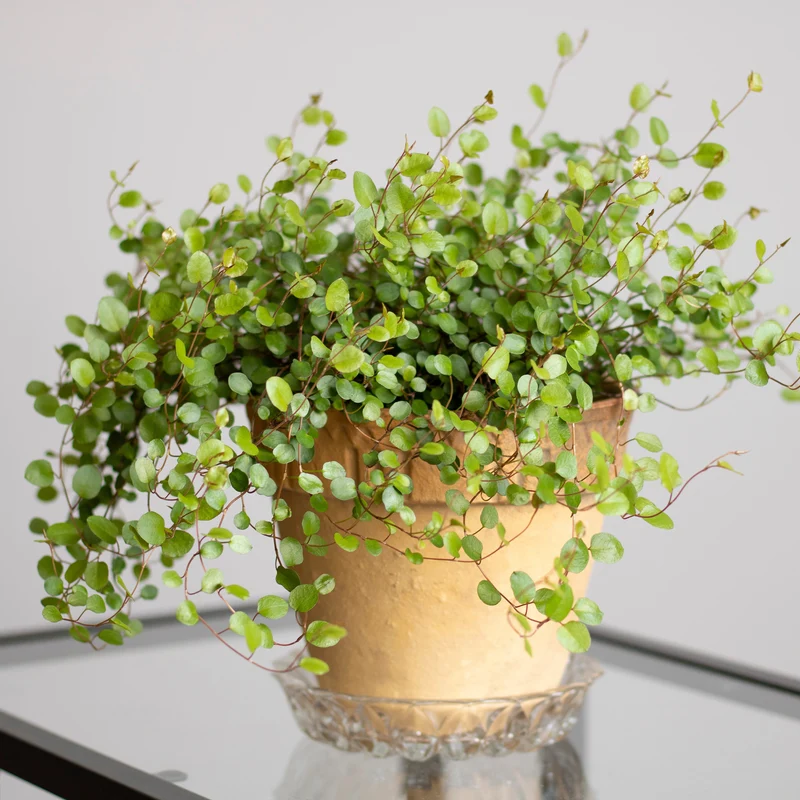 Mühlenbeckia (kriechend & kletternd)