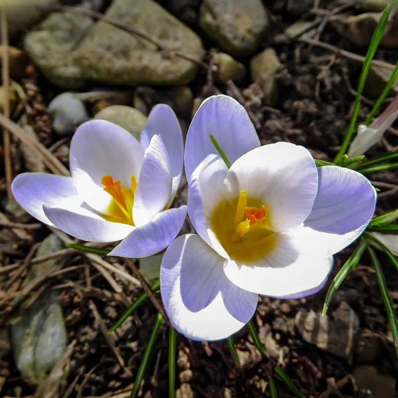 Krokus 'Blue Pearl' (x10)