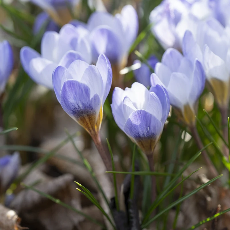 Krokus 'Blue Pearl' (x10)