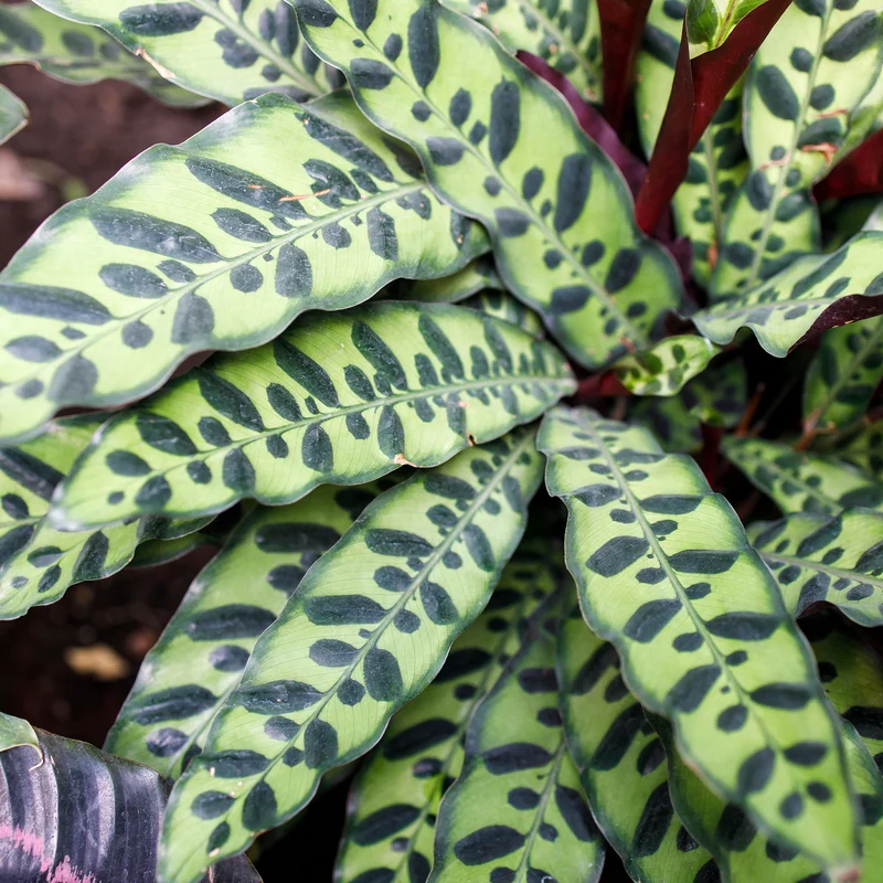 Korbmarante 'Insigne'