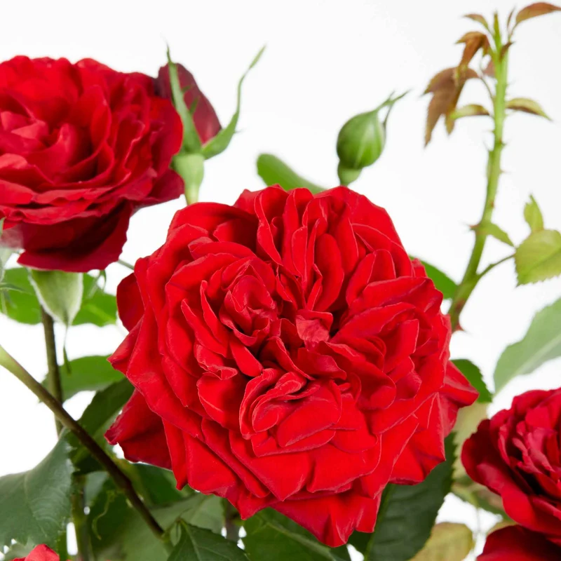 Kletterrose 'Crazy in Love' rot