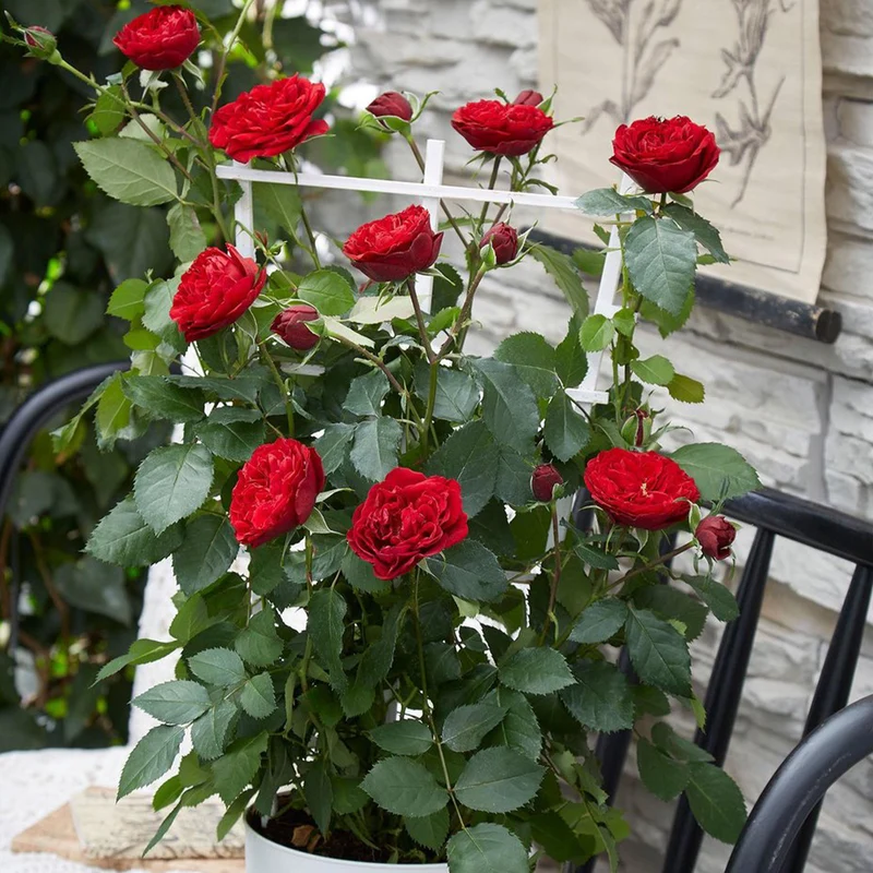 Kletterrose 'Crazy in Love' rot