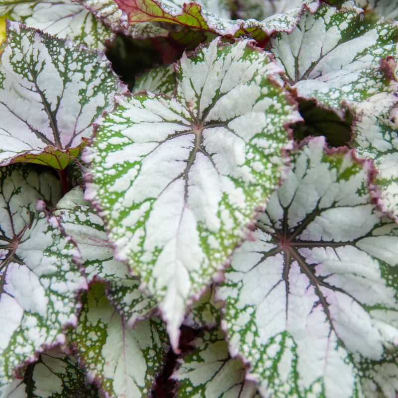 Blattbegonie 'Asian Tundra'
