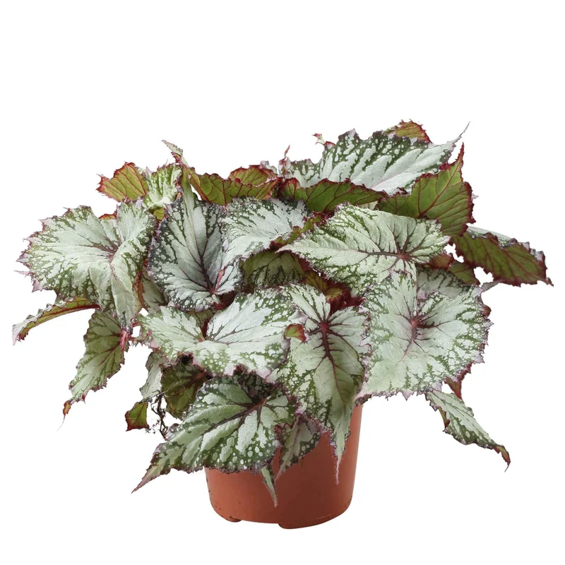 Blattbegonie 'Asian Tundra'