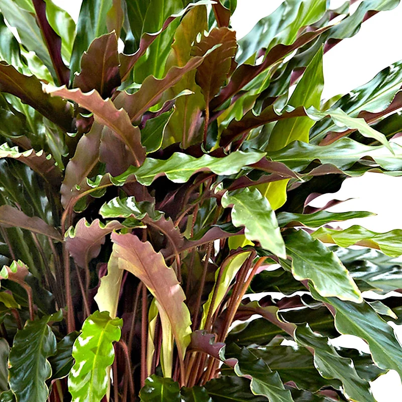 Korbmarante 'Elger Grass'