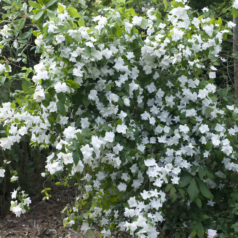 Gartenjasmin 'Natchez'
