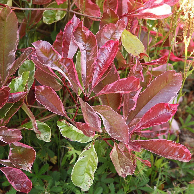 Glanzmispel ‘Louise’