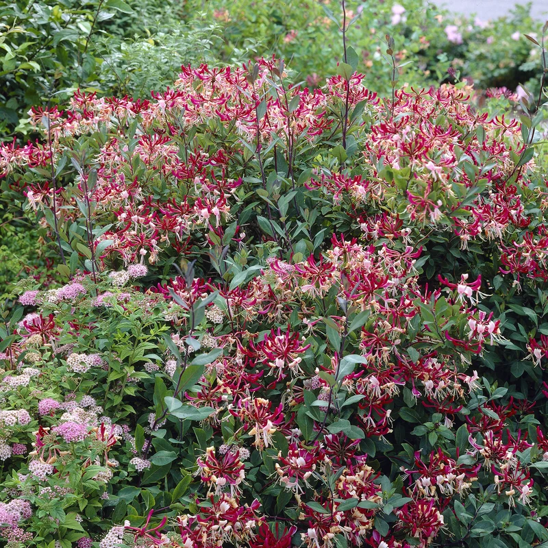 Wald-Geißblatt Belgica
