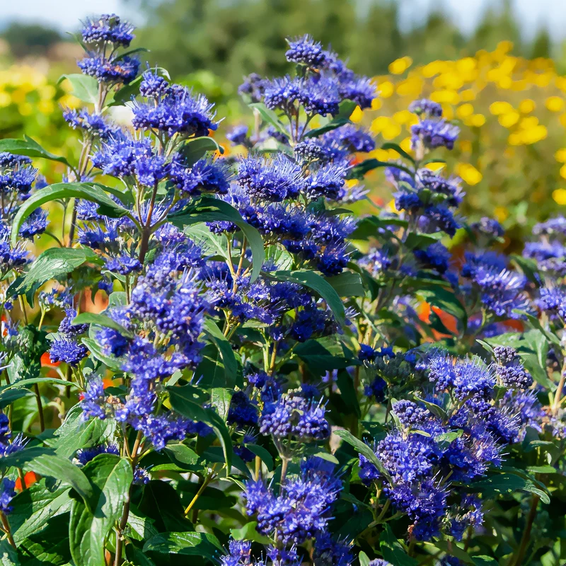 Bartblume ‘Grand Bleu®’