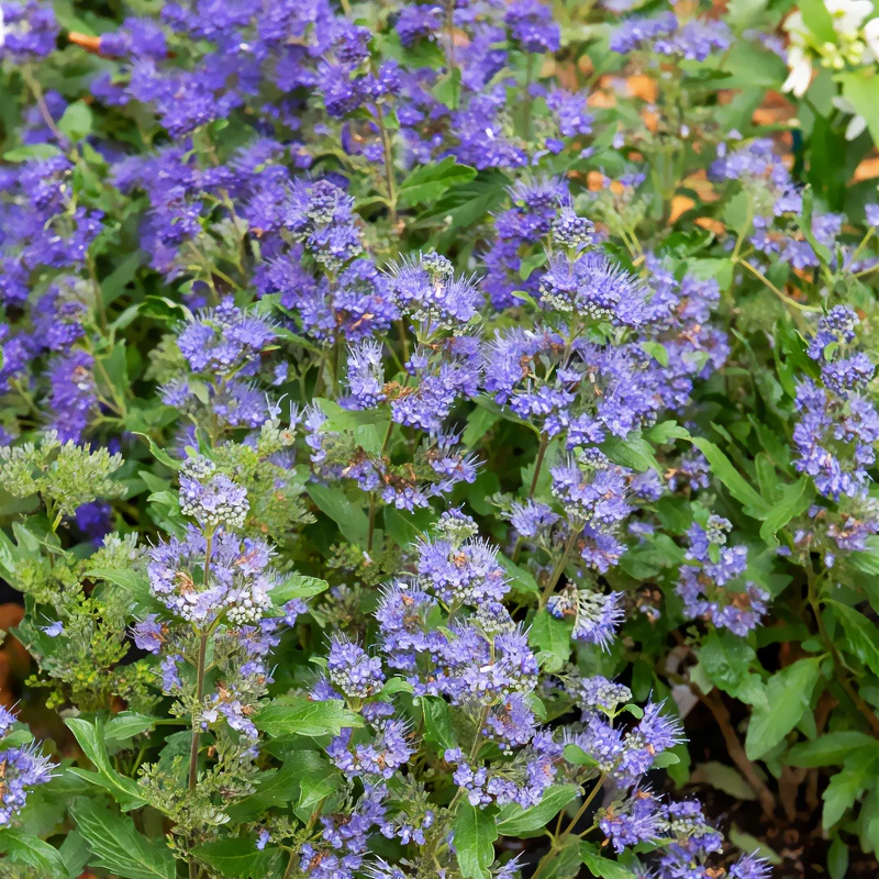 Bartblume ‘Grand Bleu®’