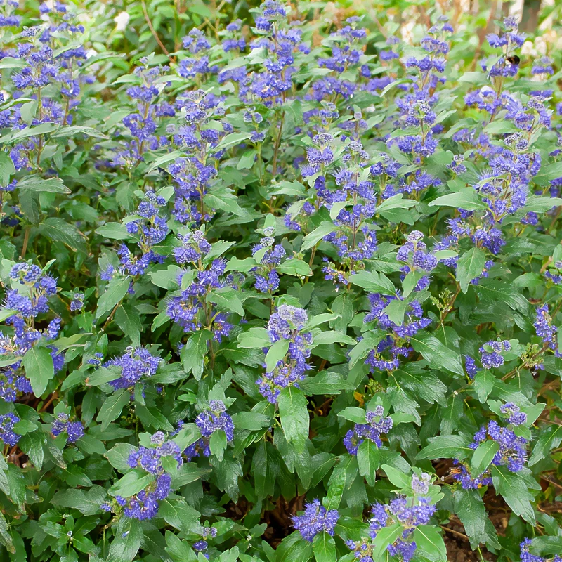 Bartblume ‘Grand Bleu®’