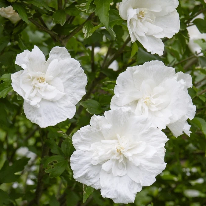 Hibiskus White Chiffon