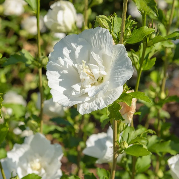 Hibiskus White Chiffon