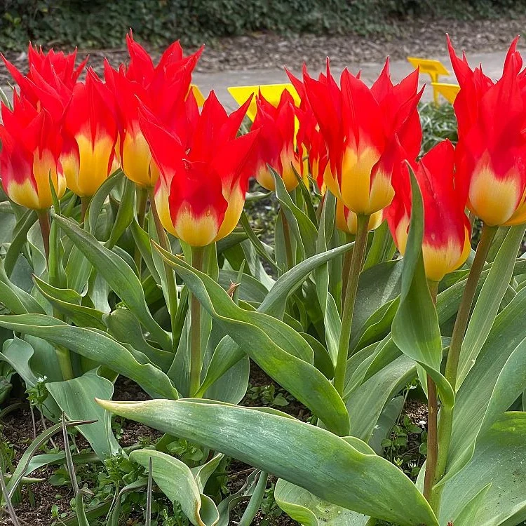 Tulpen ‘Flames Mystery’ (x5)