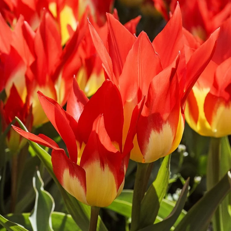 Tulpen ‘Flames Mystery’ (x5)