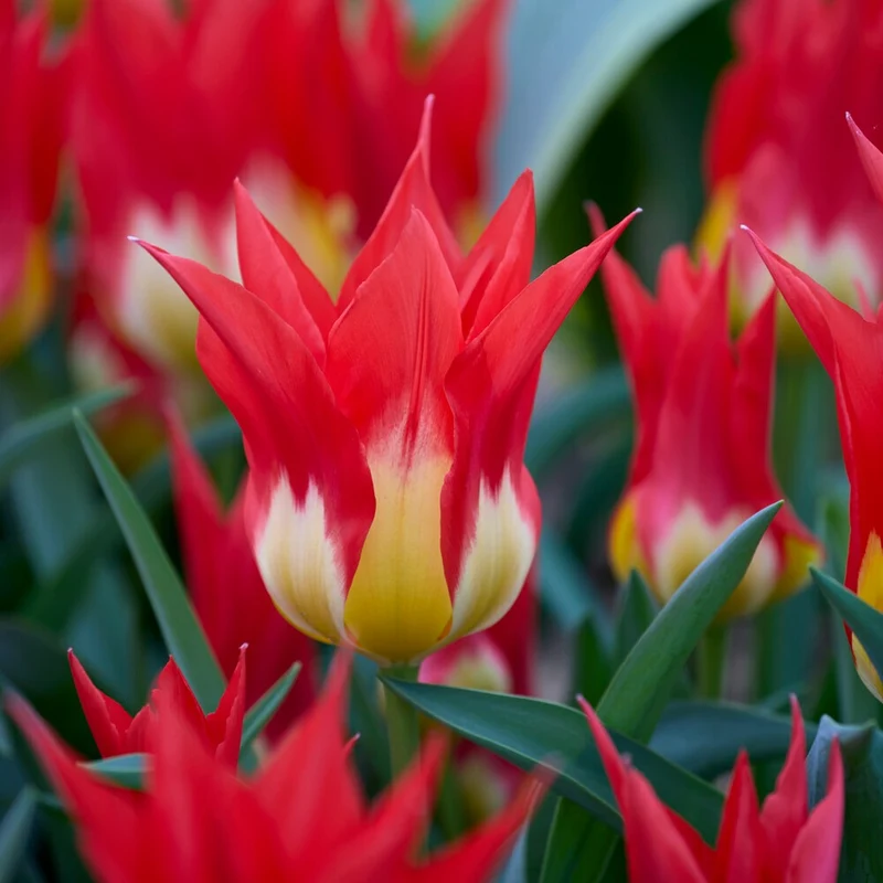 Tulpen ‘Flames Mystery’ (x5)