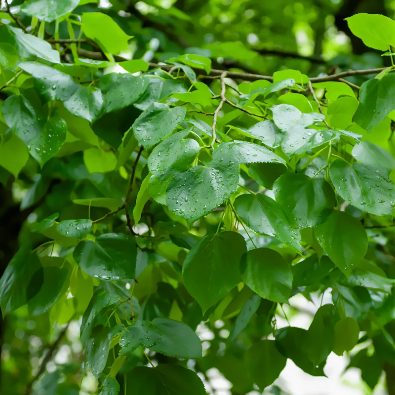 Krim-Linde Euchlora