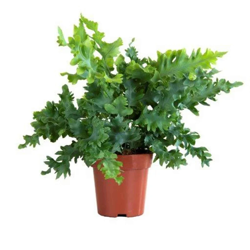 Blaufarn Phlebodium 'Davana'