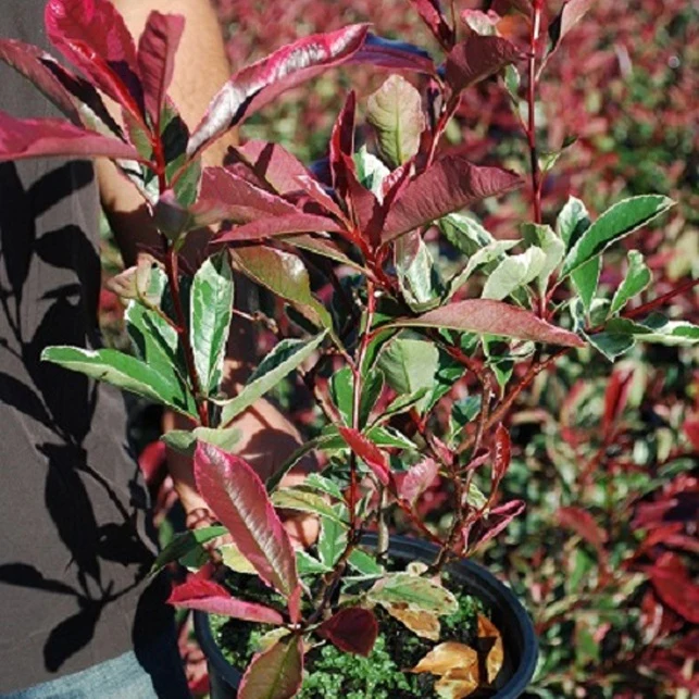 Glanzmispel 'Pink Marble'