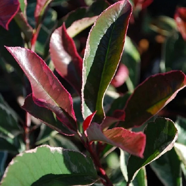 Glanzmispel 'Pink Marble'