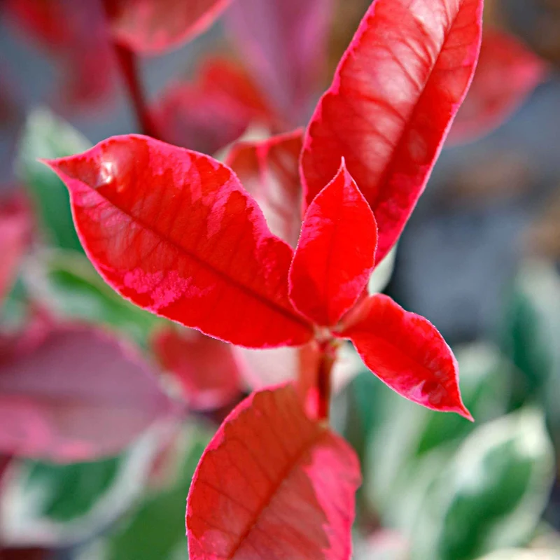 Glanzmispel 'Pink Marble'