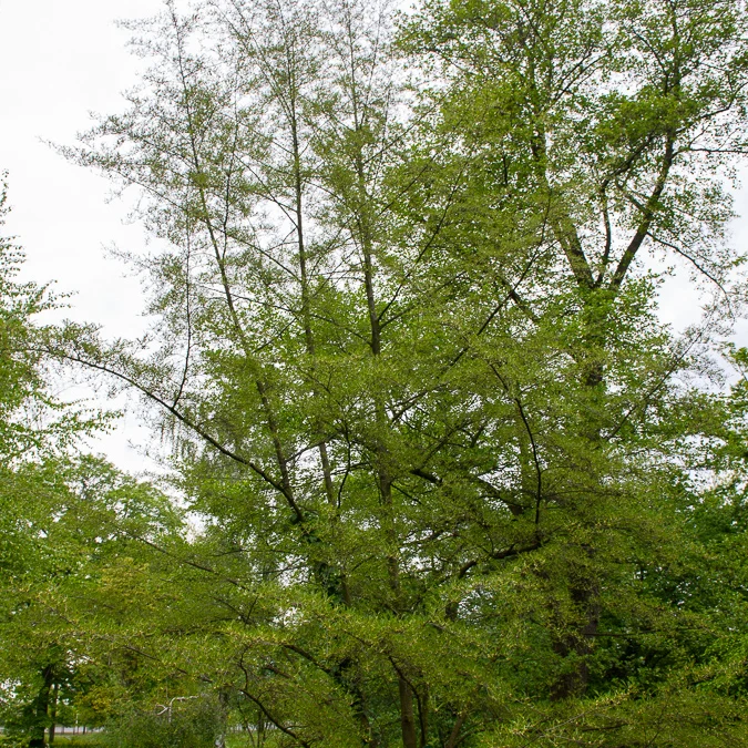 Kaisererle 'Imperialis'