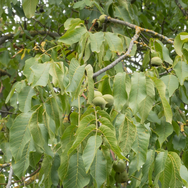 Walnuss ‘Chandler’