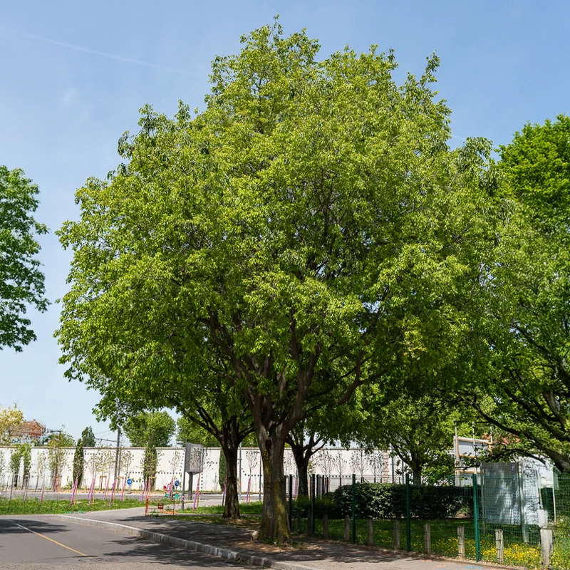 Zürgelbaum