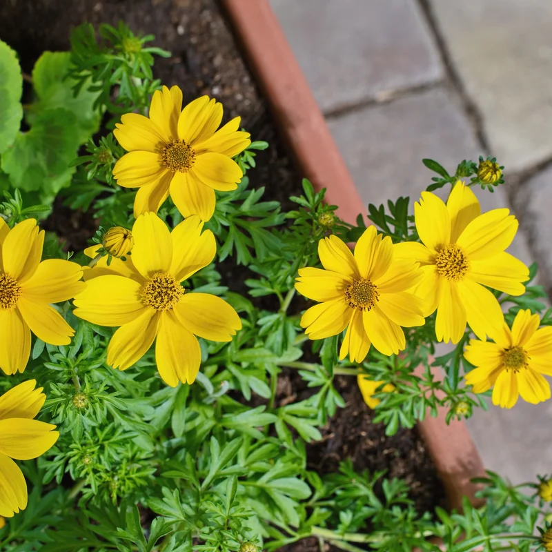 Gelbe Bidens