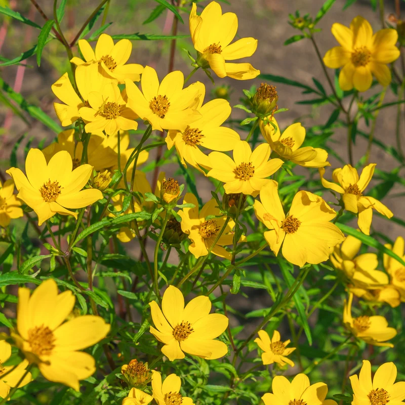 Gelbe Bidens