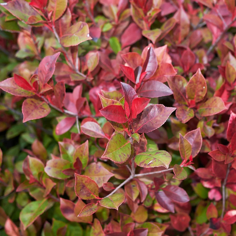 Glanzmispel 'Little Red Robin'