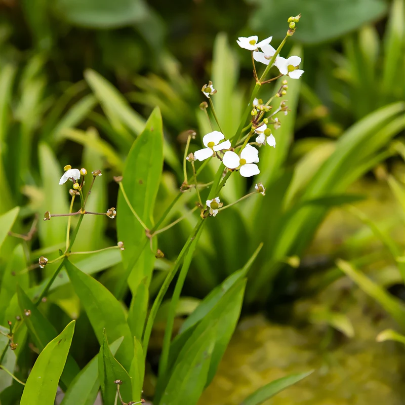 Grasartiges Pfeilkraut