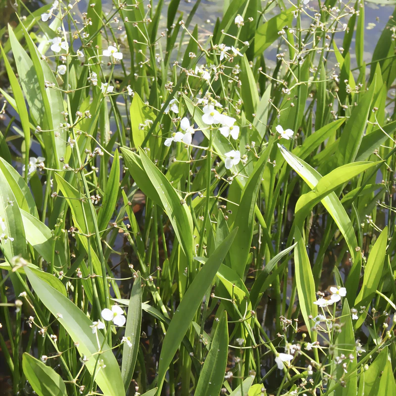 Grasartiges Pfeilkraut