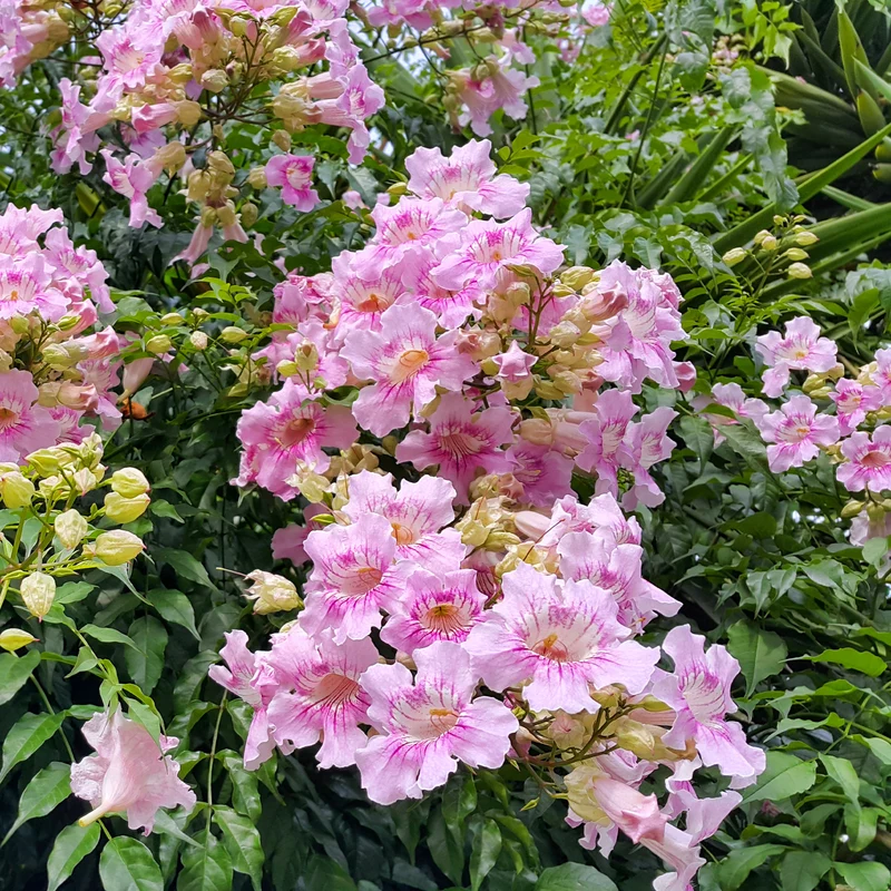 Rosa Klettertrompete ‘Comtesse Sarah’