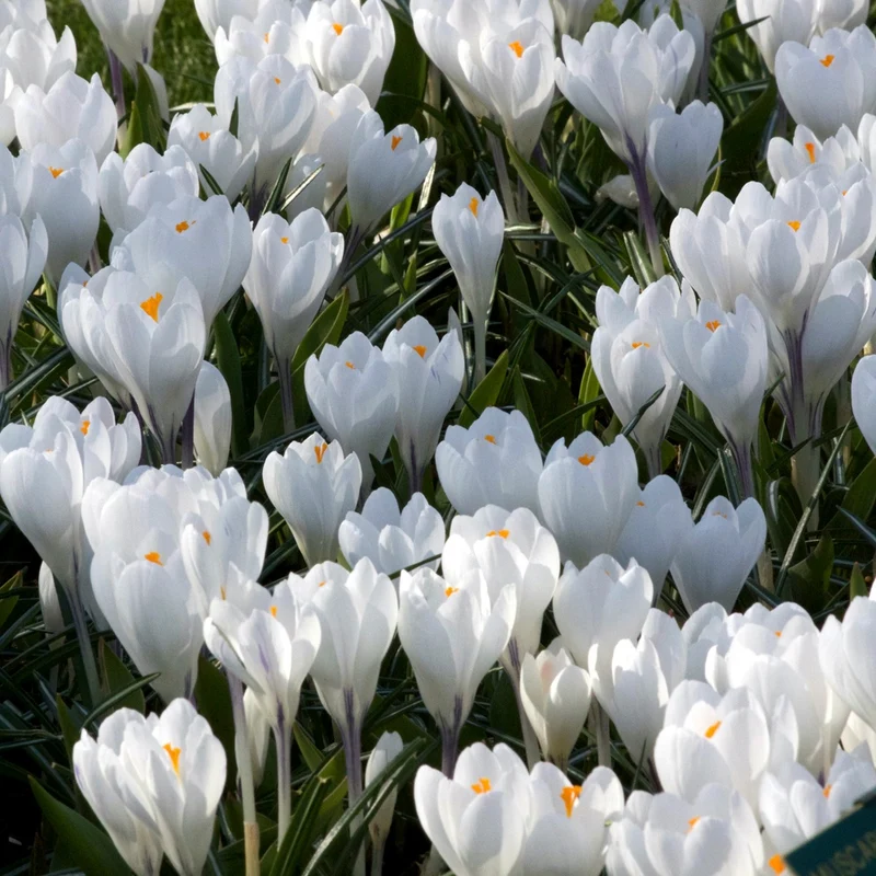Krokus 'Jeanne d'Arc' (x10)