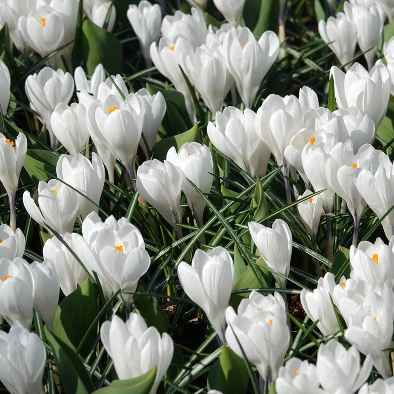 Krokus 'Jeanne d'Arc' (x10)