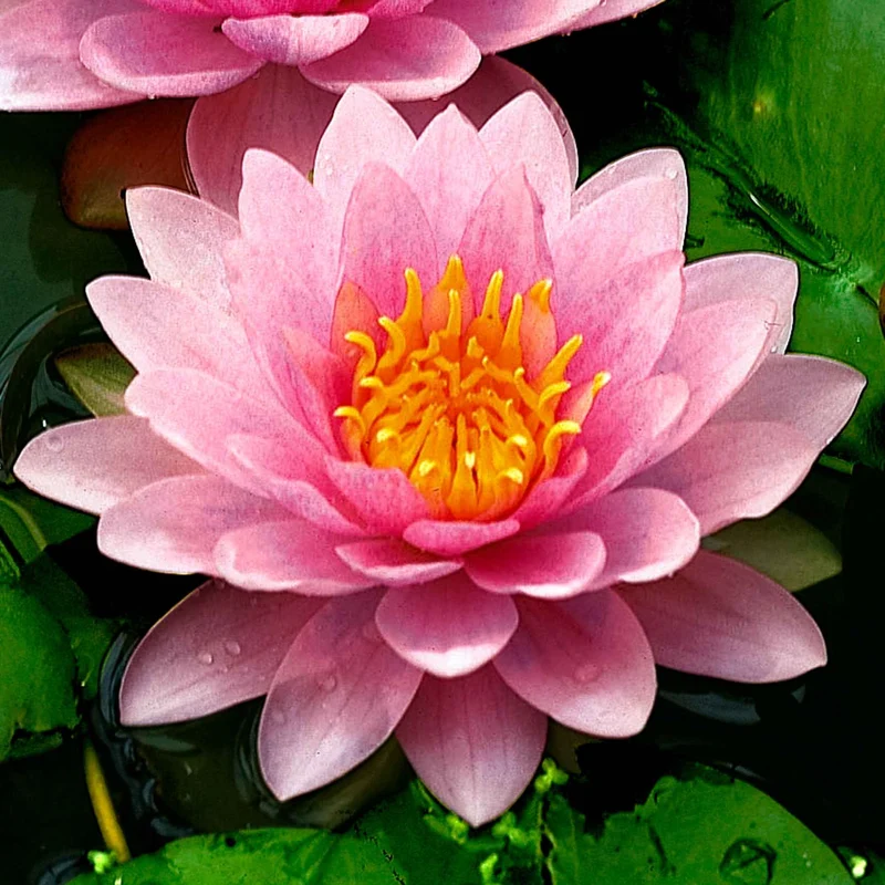 Hollandia Seerose