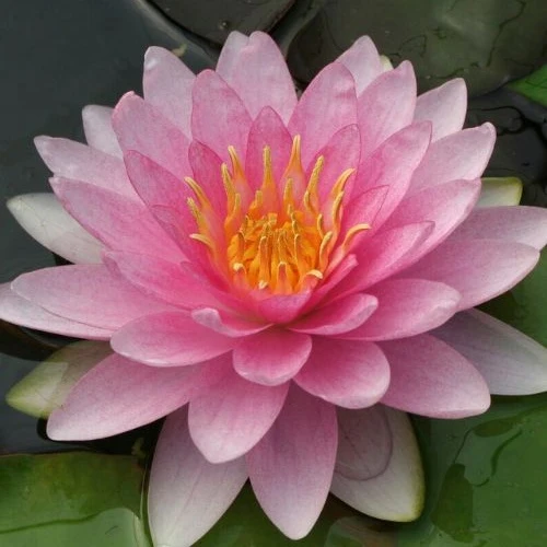 Hollandia Seerose